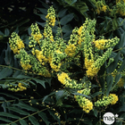 Mahonia japonica : H 80/100 cm ctr 10 litres